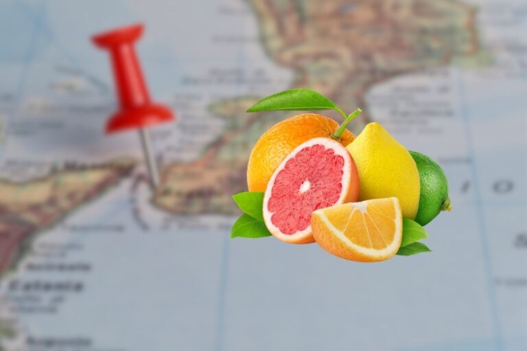 Sapete qual è l’agrume più costoso al mondo? Pensate, cresce in Calabria