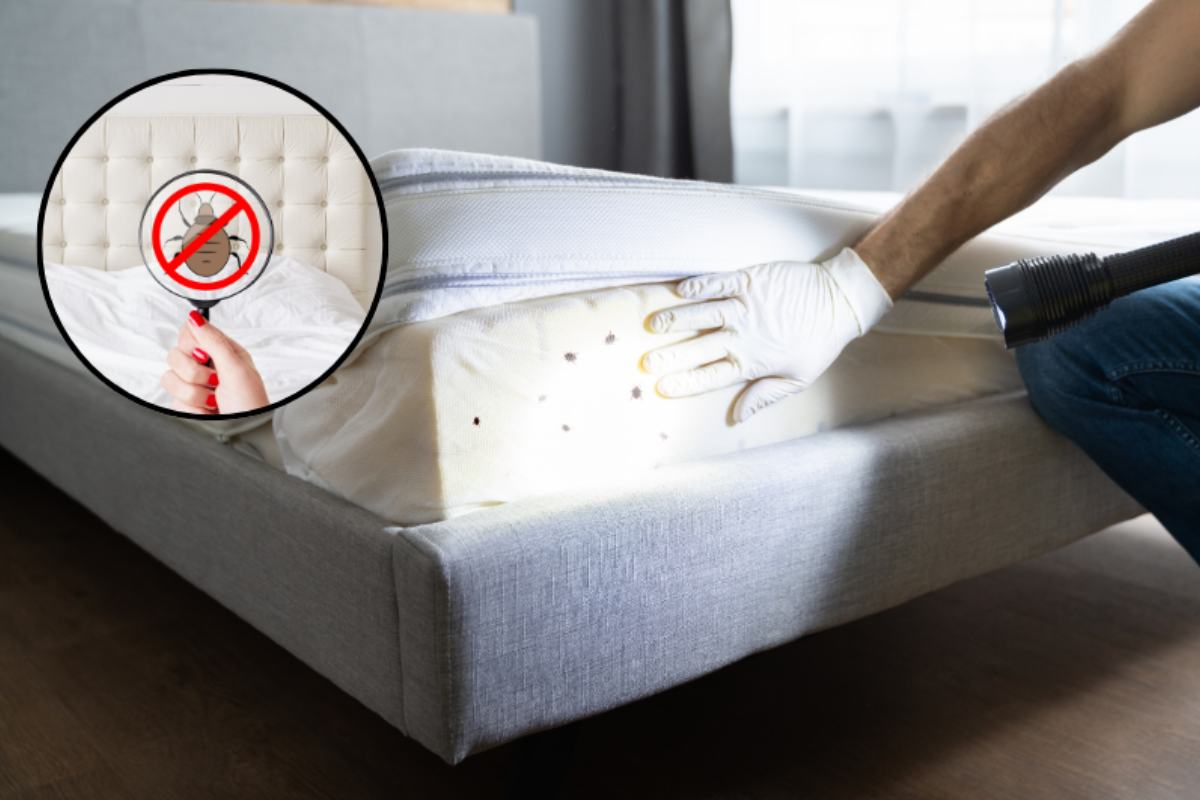 controllo cimici nel letto